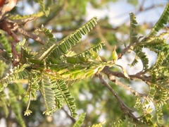 Eysenhardtia polystachya