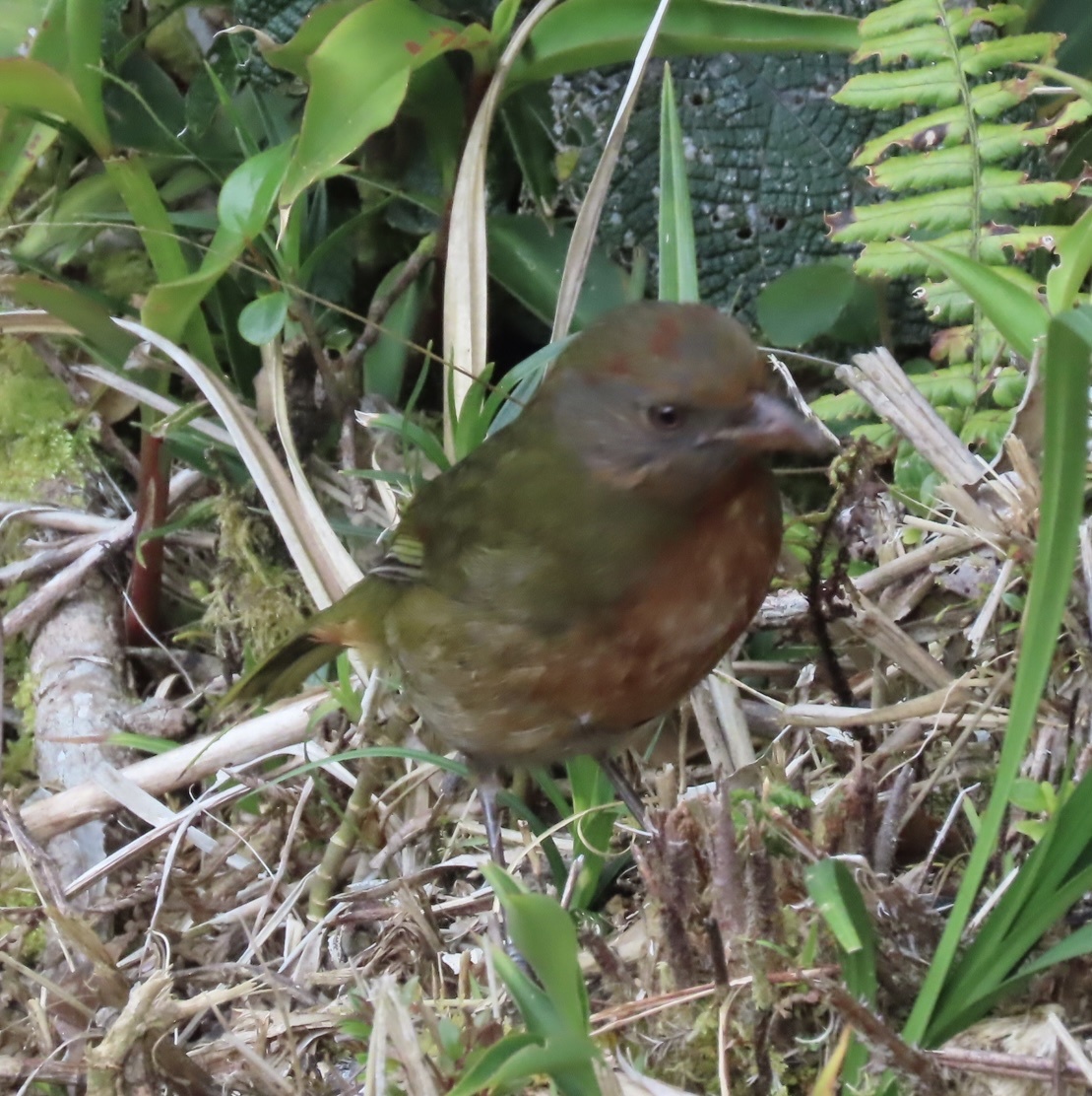Rufous-naped Bellbird (Aleadryas rufinucha), photo 8