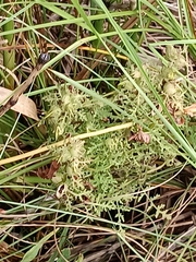 Pedicularis palustris