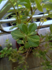 Coleus amboinicus