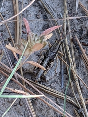Melanoplus oreophilus