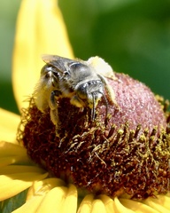 Melissodes microstictus