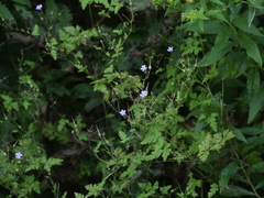 Geranium robertianum