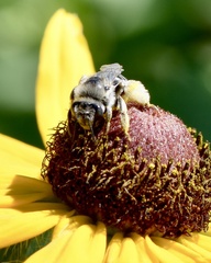 Melissodes microstictus