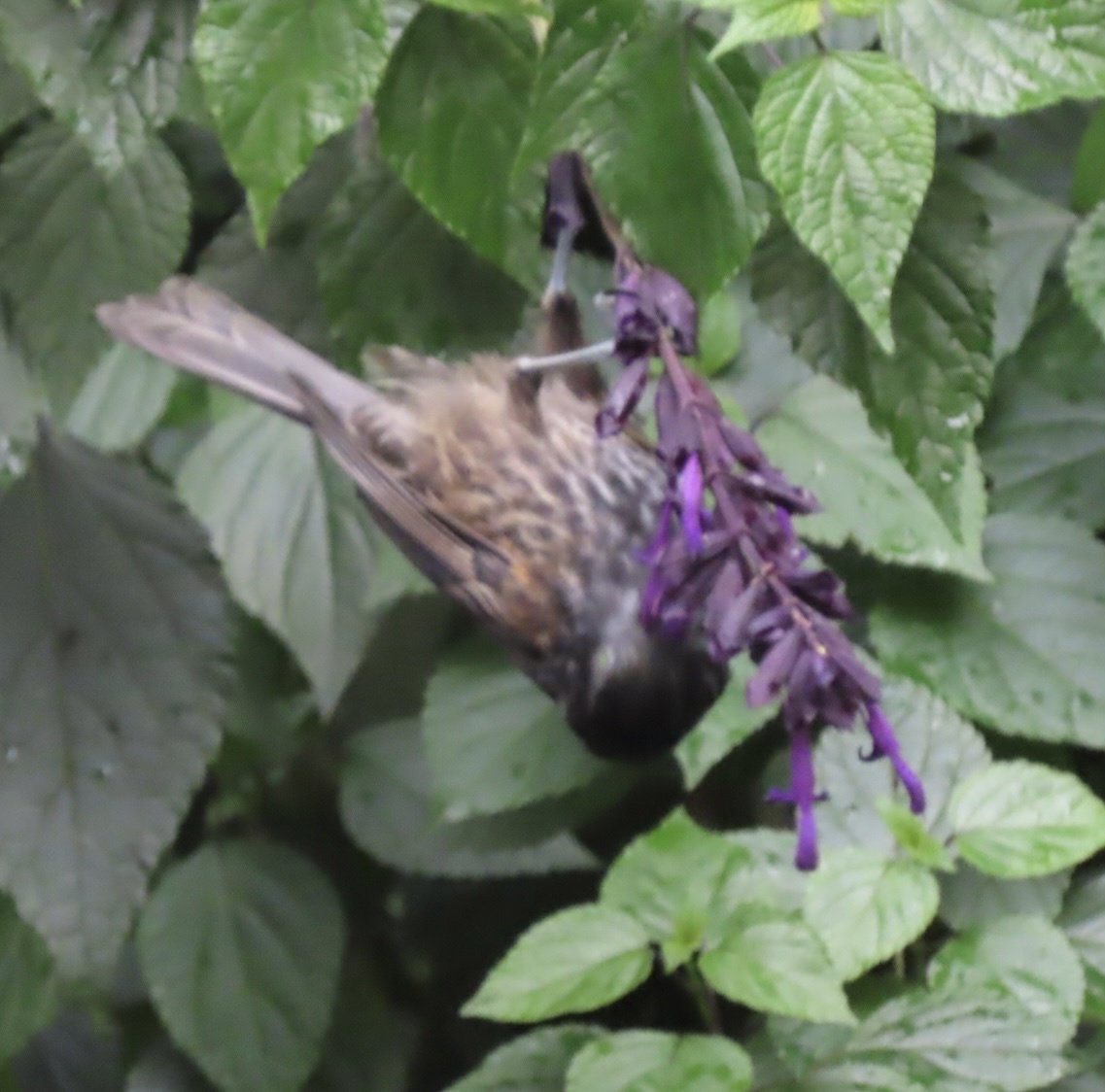 Grey-streaked Honeyeater (Ptiloprora perstriata), photo 2