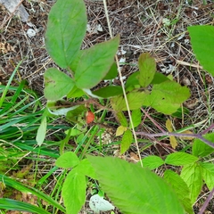 Rubus sachalinensis