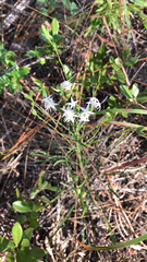 Sericocarpus linifolius