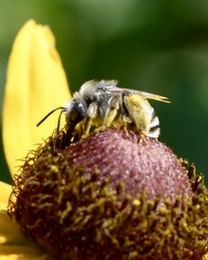 Melissodes microstictus