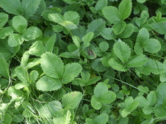 Fragaria virginiana