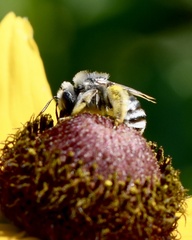 Melissodes microstictus