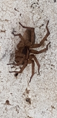 Lycosinae