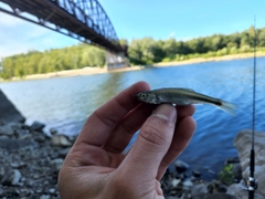 Cyprinella spiloptera