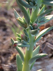 Echeveria