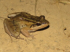Leptodactylus insularum