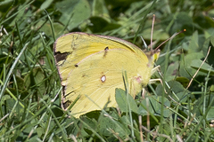 Colias eurytheme