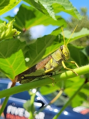 Schistocerca obscura