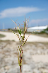 Epilobium tetragonum