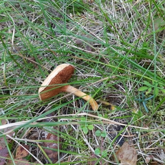 Chalciporus piperatus