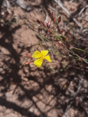 Crocanthemum scoparium