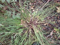 Carex appropinquata