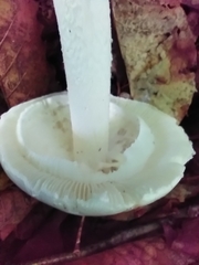 Amanita bisporigera