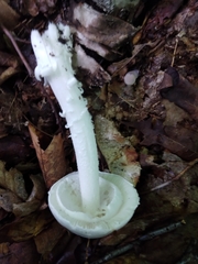Amanita bisporigera