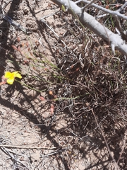 Crocanthemum scoparium
