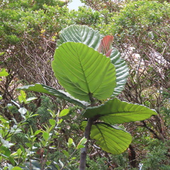 (c) tlaloc27, some rights reserved (CC BY) Ficus dammaropsis, photograph (c) tlaloc27, some rights reserved (CC BY)
