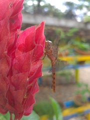 Orthemis discolor