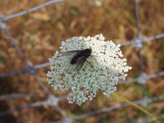 Paradejeania rutilioides