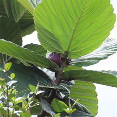 (c) tlaloc27, some rights reserved (CC BY) Ficus dammaropsis, photograph (c) tlaloc27, some rights reserved (CC BY)