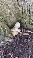Coprinopsis variegata