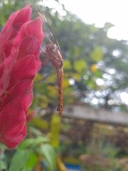 Orthemis discolor