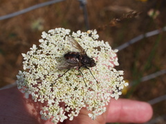 Paradejeania rutilioides