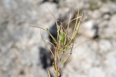 Epilobium tetragonum
