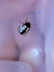 Calligrapha confluens