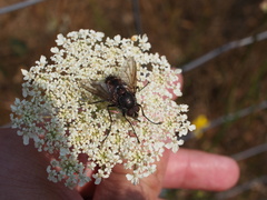 Paradejeania rutilioides