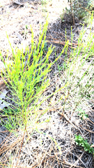 Hypericum gentianoides