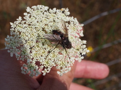 Paradejeania rutilioides