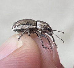Naupactus peregrinus