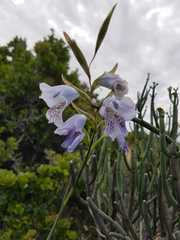 Gladiolus caeruleus