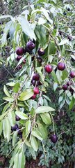 Prunus ilicifolia lyonii