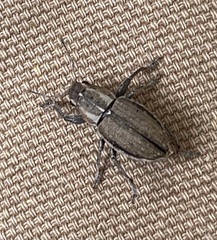 Naupactus peregrinus