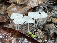 Roridomyces roridus