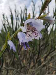 Gladiolus caeruleus
