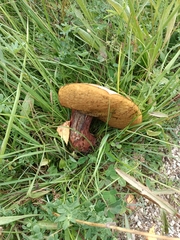 Suillellus luridus