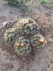 Coryphantha radians