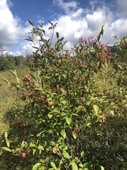 Viburnum