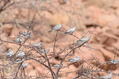Streptopelia capicola