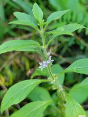 Mentha canadensis